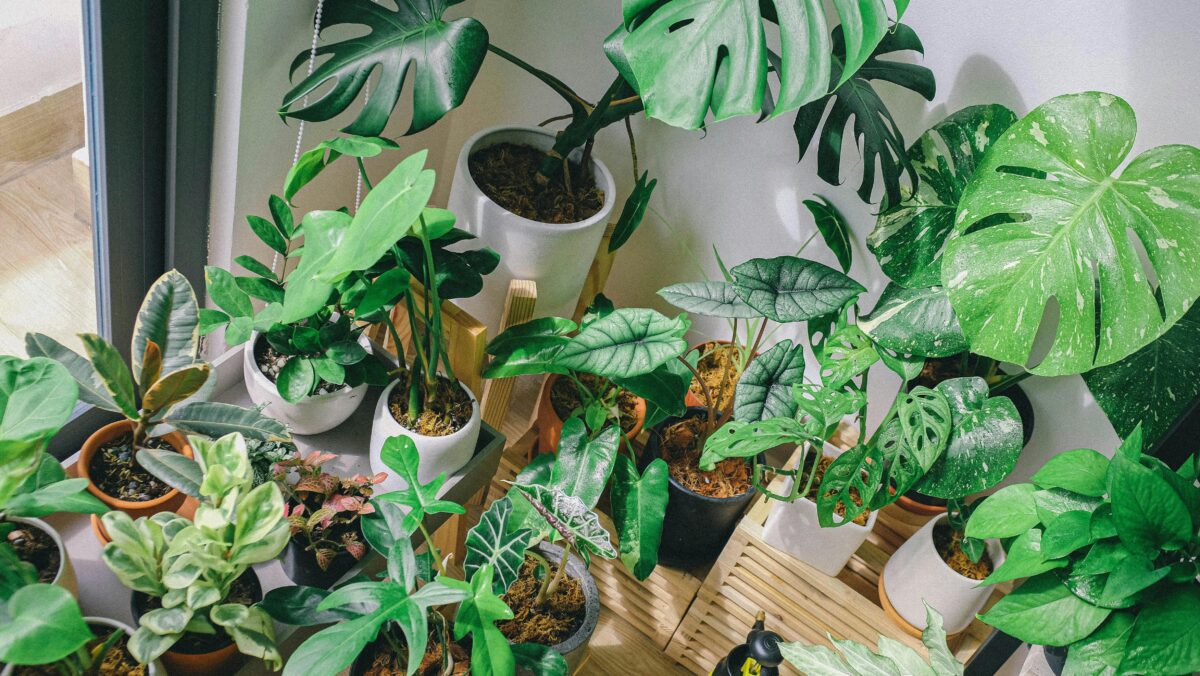 Indoor houseplants